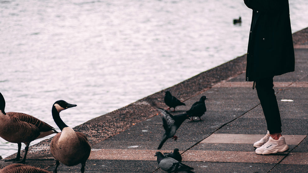 Coo coo !